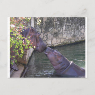 Mother and Baby Hippo Greeting Postcard
