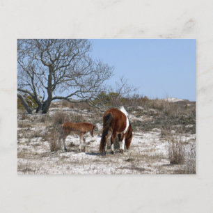 Mother and Baby Horse at Assateague National Park Postcard