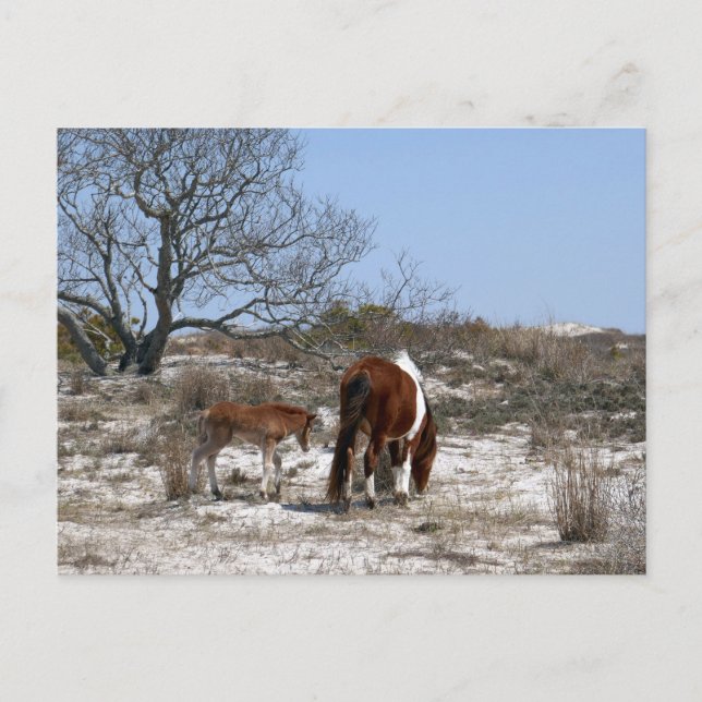 Mother and Baby Horse at Assateague Postcard (Front)