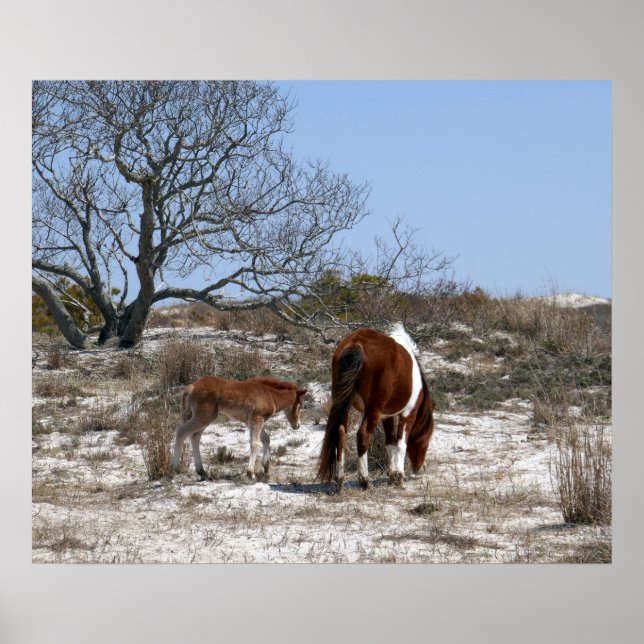 Mother and Baby Horse at Assateague Poster (Front)