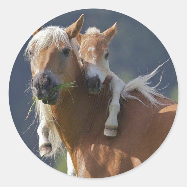 Mother and Baby Horse Classic Round Sticker (Front)