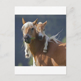 Mother and Baby Horse Postcard