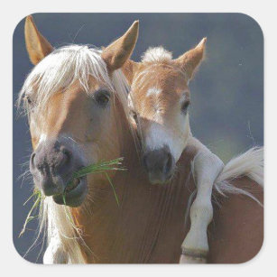 Mother and Baby Horse Square Sticker