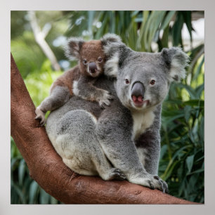 Mother and Baby Koala Bear Poster