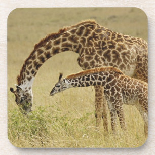Mother and baby Masai Giraffe, Giraffa Coaster