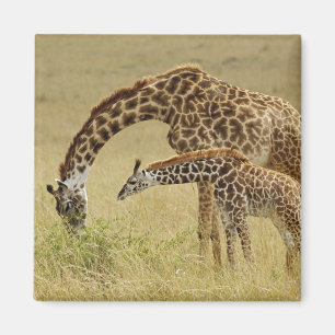 Mother and baby Masai Giraffe, Giraffa Magnet
