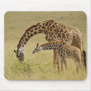 Mother and baby Masai Giraffe, Giraffa Mouse Mat
