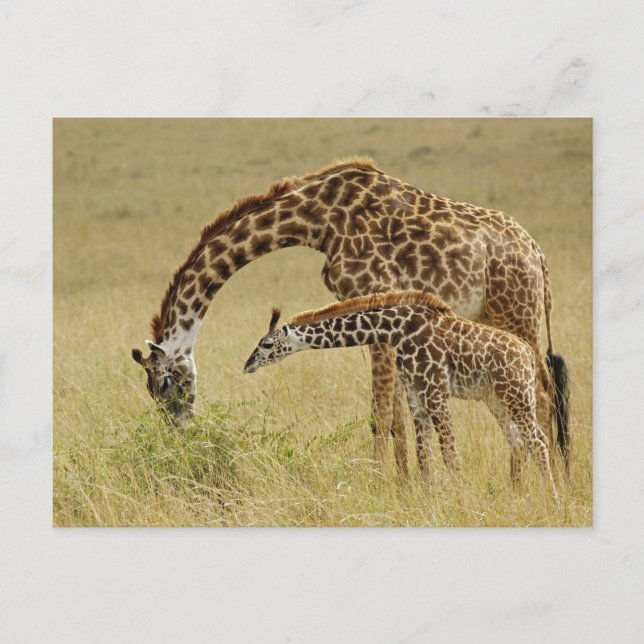 Mother and baby Masai Giraffe, Giraffa Postcard (Front)