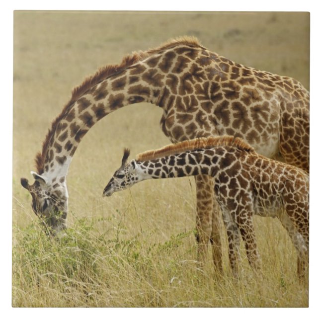 Mother and baby Masai Giraffe, Giraffa Tile (Front)