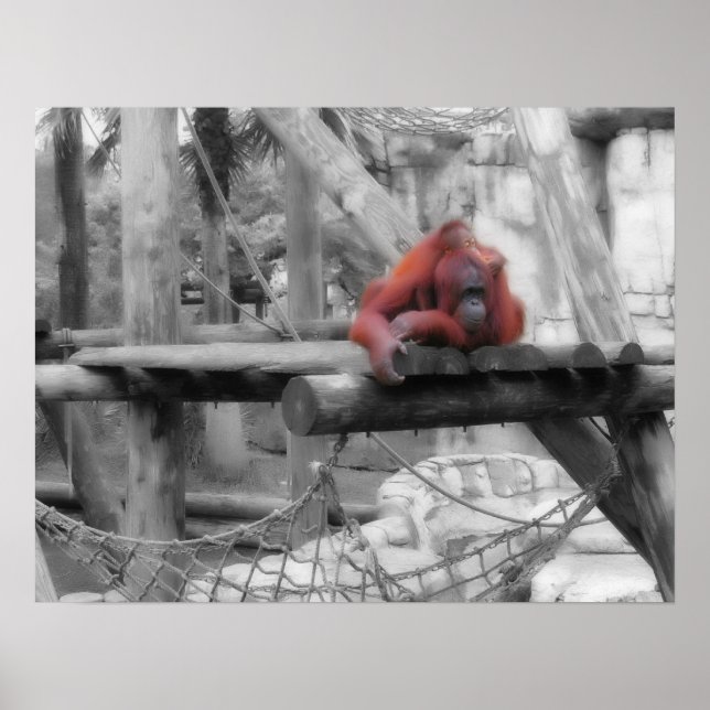 Mother and Baby Orangutan Poster (Front)