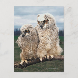 Mother and Baby Owl Postcard