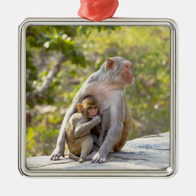 Mother and baby Rhesus Macaque monkeys on wall Metal Tree Decoration (Front)