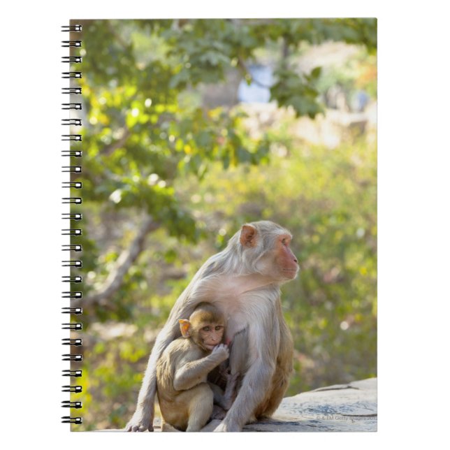 Mother and baby Rhesus Macaque monkeys on wall Notebook (Front)