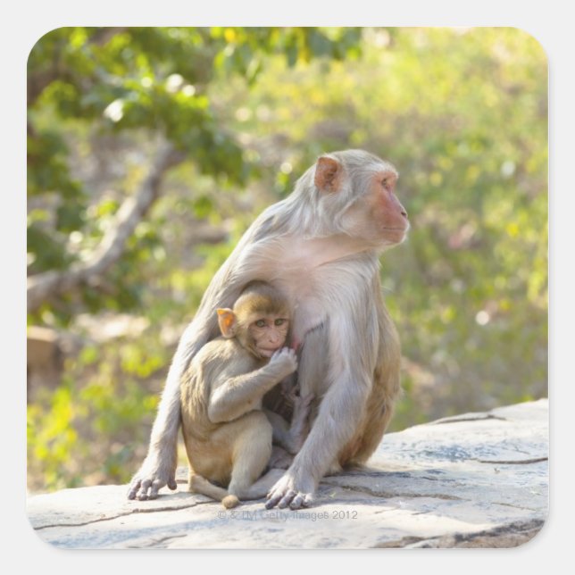 Mother and baby Rhesus Macaque monkeys on wall Square Sticker (Front)