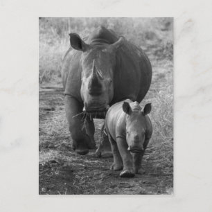 Mother and Baby Rhino Postcard