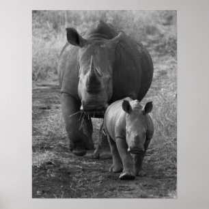 Mother and Baby Rhino Poster
