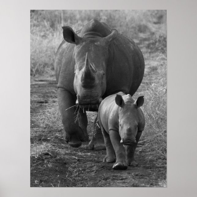 Mother and Baby Rhino Poster (Front)
