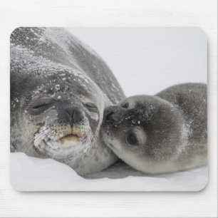 Mother And Baby Seal Love Mouse Mat