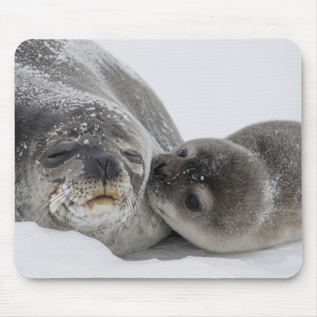Mother And Baby Seal Love Mouse Mat (Front)