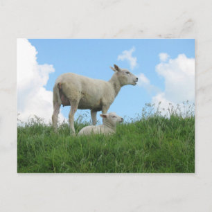 Mother and Baby Sheep Spring PostCard