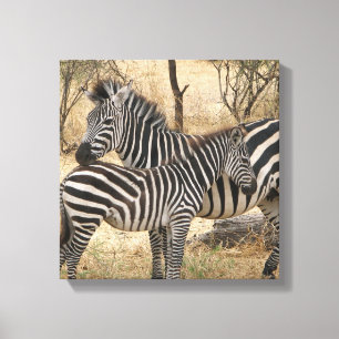 Mother and Baby Zebra  Canvas Print