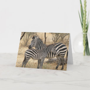 Mother and Baby Zebra  Greeting Card