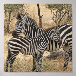 Mother and Baby Zebra Poster