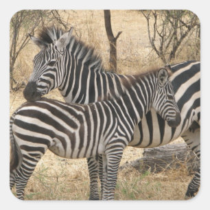 Mother and Baby Zebra  Sticker