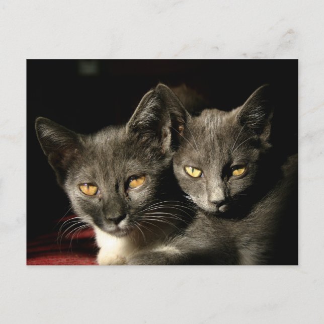 Mother and Child Cats Postcard (Front)