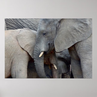 Mother and Daughter Elephants Poster