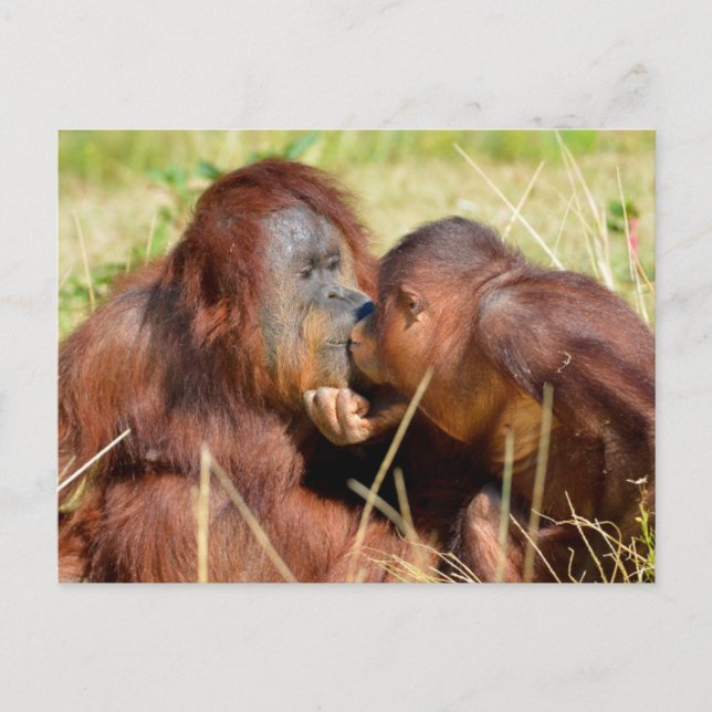 Mother and juvenile orangoutans (Pongo pygmaeus) s Holiday Postcard (Front)