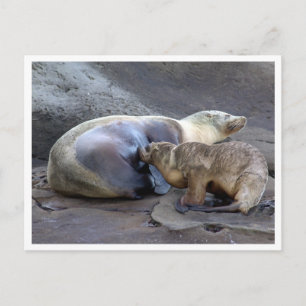 Mother and Nursing Pup Postcard
