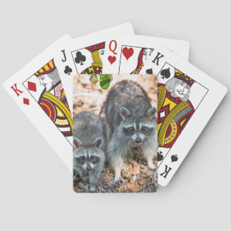 Mother and young racoon in fall setting playing cards