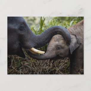 Mother & Baby Elephant Showing Affection Postcard