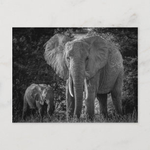 MOTHER & BABY ELEPHANTS - BLACK & WHITE POSTCARD