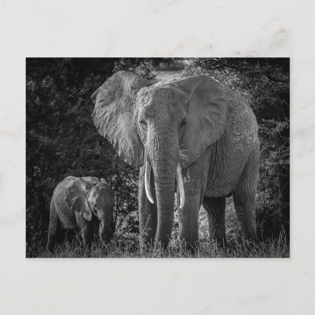 MOTHER & BABY ELEPHANTS - BLACK & WHITE POSTCARD (Front)