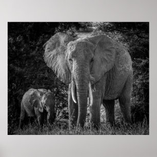 MOTHER & BABY ELEPHANTS - BLACK & WHITE POSTER