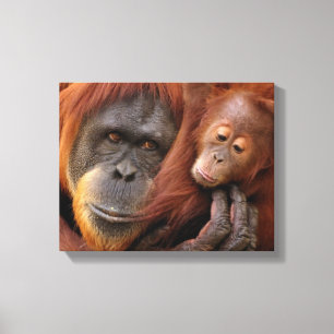 Mother & Baby Orangutan Canvas Print