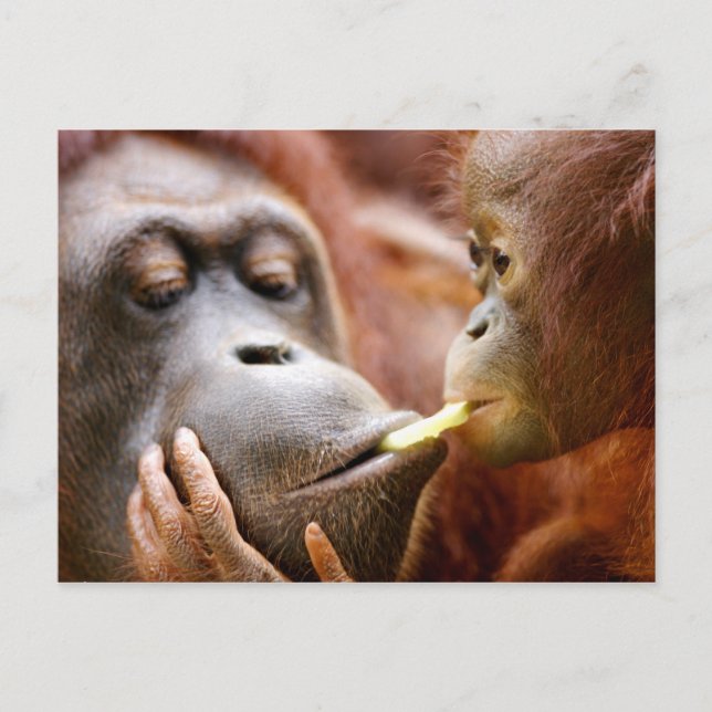 Mother & Baby Orangutan Postcard (Front)