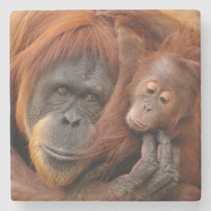 Mother & Baby Orangutan Stone Coaster