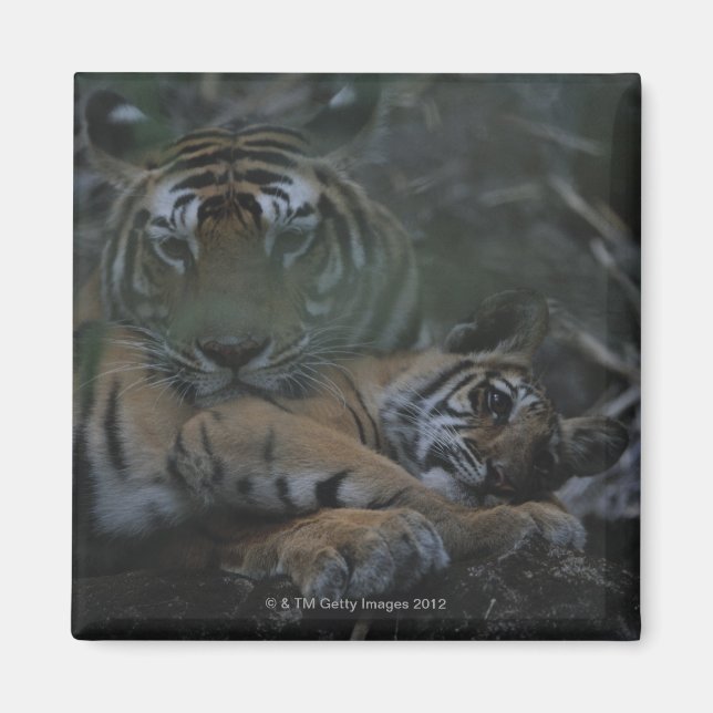 Mother Bengal Tiger with Cub Magnet (Front)