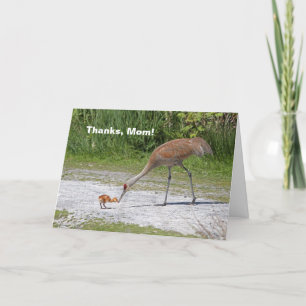 Mother Bird and Baby Bird Sandhill Cranes Card