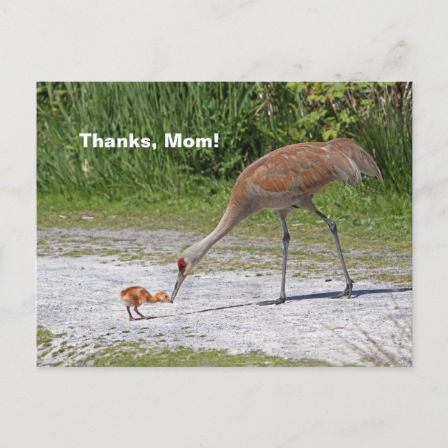 Mother Bird and Baby Bird Sandhill Cranes Postcard (Front)