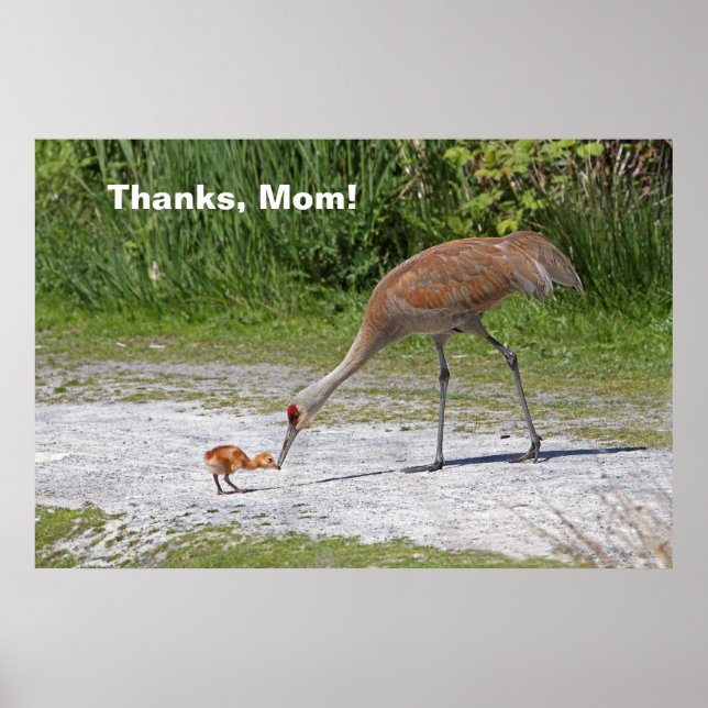 Mother Bird and Baby Bird Sandhill Cranes Poster (Front)