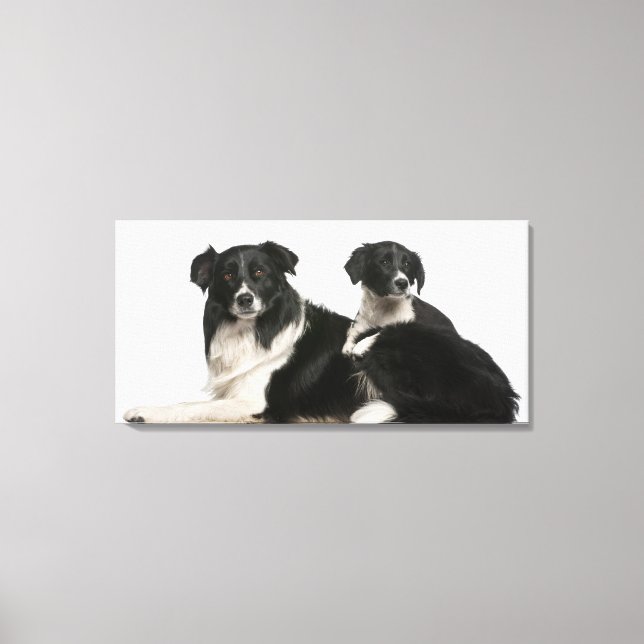 Mother border collie and puppy canvas print (Front)