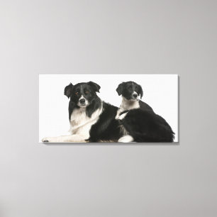 Mother border collie and puppy canvas print