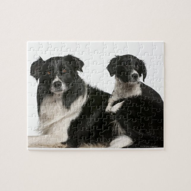 Mother border collie and puppy jigsaw puzzle (Horizontal)