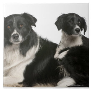 Mother border collie and puppy tile
