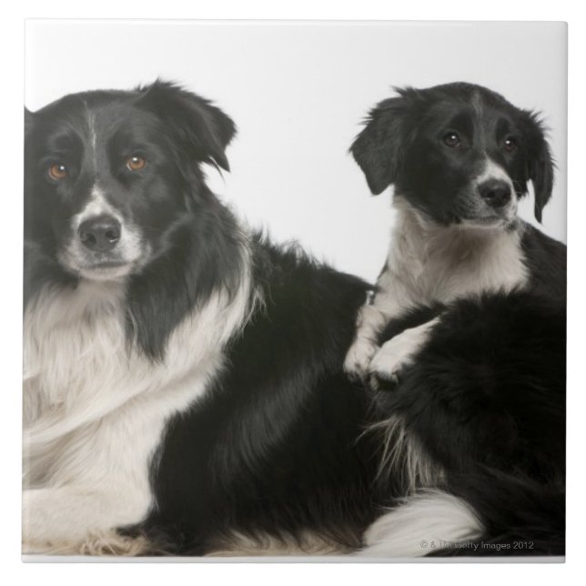 Mother border collie and puppy tile (Front)