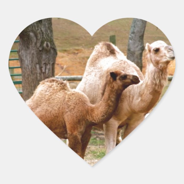 Mother Camel and Baby Animal Photo Desert Animal Heart Sticker (Front)